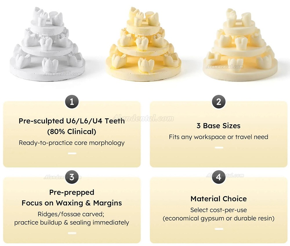 3Pcs/Bag Dental Tooth Morphology Practice Model U6/L6/U4 Positions Training Kit (Gypsum/Resin)